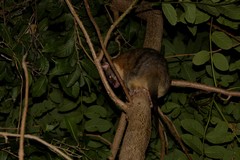 Trichosurus vulpecula arnhemensis