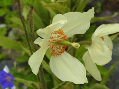 Meconopsis paniculata