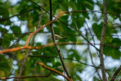 Phoenicurus phoenicurus