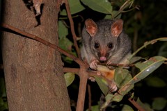 Trichosurus vulpecula arnhemensis