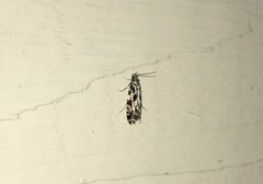 Nemapogon granella