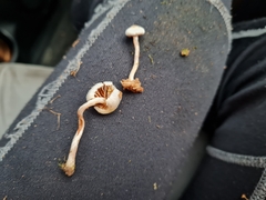 Tympanella galanthina