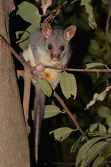 Trichosurus vulpecula arnhemensis