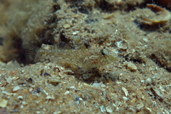 Nesogobius pulchellus