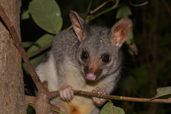 Trichosurus vulpecula arnhemensis