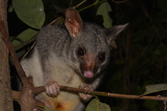 Trichosurus vulpecula arnhemensis