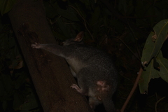 Trichosurus vulpecula arnhemensis