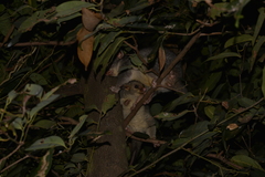 Trichosurus vulpecula arnhemensis