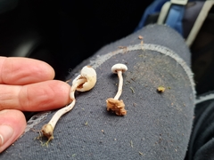 Tympanella galanthina