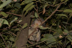 Trichosurus vulpecula arnhemensis