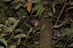 Trichosurus vulpecula arnhemensis