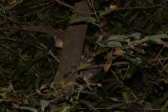 Trichosurus vulpecula arnhemensis