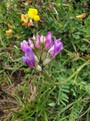 Astragalus leontinus