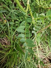 Astragalus leontinus