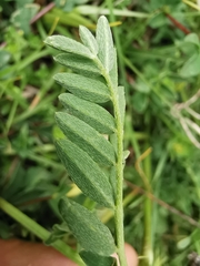 Astragalus leontinus