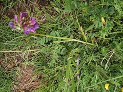 Astragalus leontinus