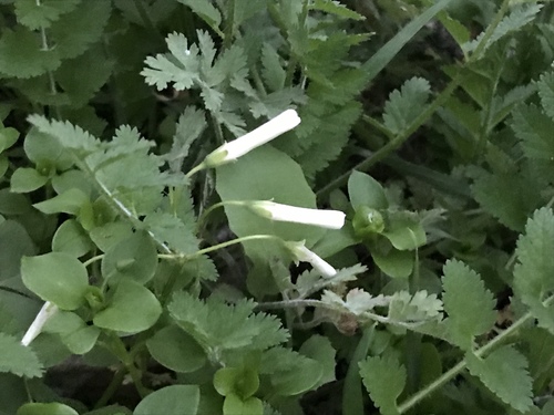 Oxalis articulata