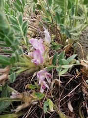 Astragalus sempervirens