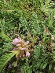 Astragalus sempervirens