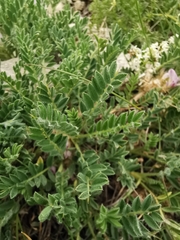 Astragalus sempervirens