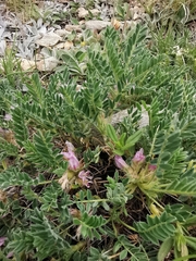 Astragalus sempervirens