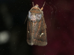 Proteuxoa bistrigula