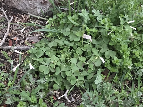 Oxalis articulata