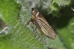 Aphrodes makarovi