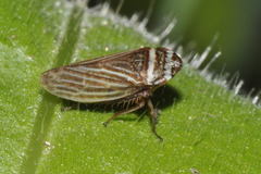 Aphrodes makarovi