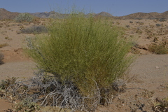 Justicia spartioides