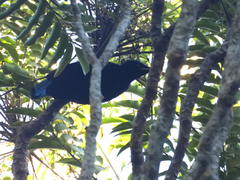 Ptiloris paradiseus