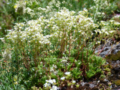 Saxifraga canaliculata