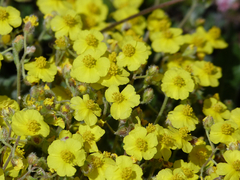 Helianthemum croceum