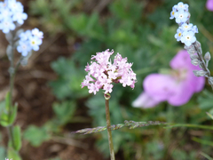 Valeriana apula