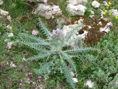 Carduus carlinoides