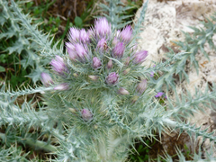 Carduus carlinoides
