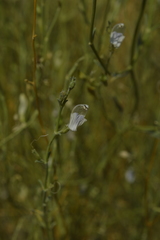 Justicia spartioides