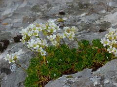 Saxifraga canaliculata