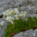 Saxifraga canaliculata - Photo (c) Miguel A. Casado, some rights reserved (CC BY-NC), uploaded by Miguel A. Casado