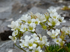 Saxifraga canaliculata