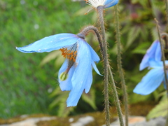 Meconopsis grandis