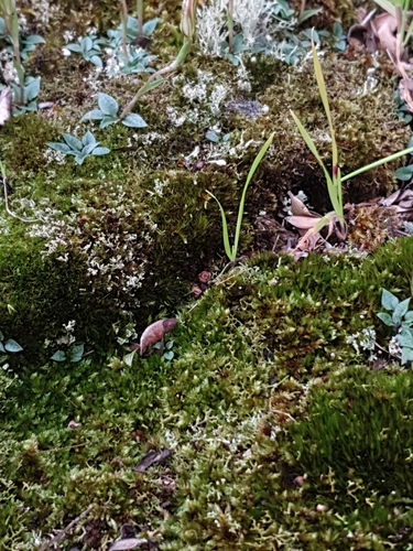 Image of Pterostylis parva by (c) Em Lamond, some rights reserved (CC BY)