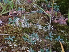 Pterostylis parva