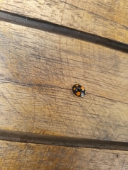 Harmonia axyridis