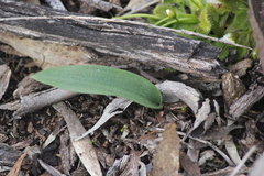 Glossodia major