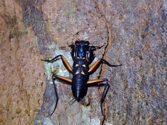 Metallyticus violaceus