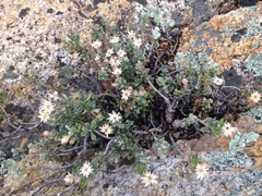 Ericameria cuneata