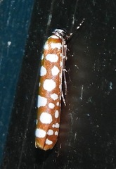 Atteva charopis