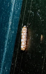 Atteva charopis