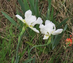 Iris albicans